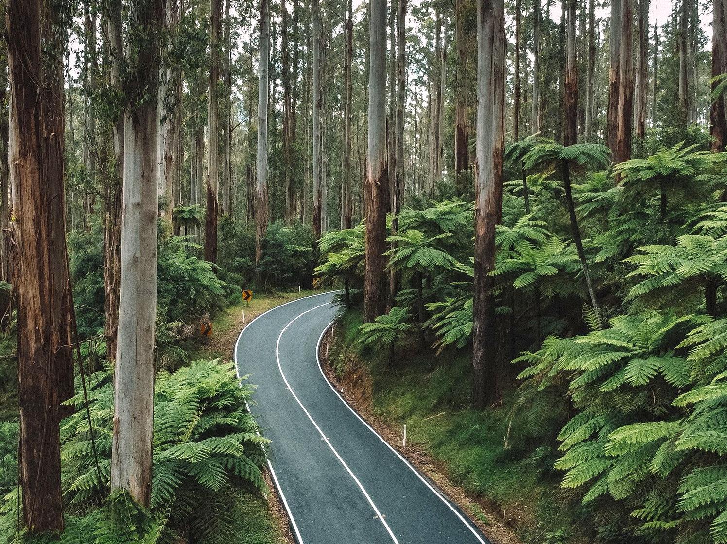 Adventure Through Black Spur Drive's Landscapes