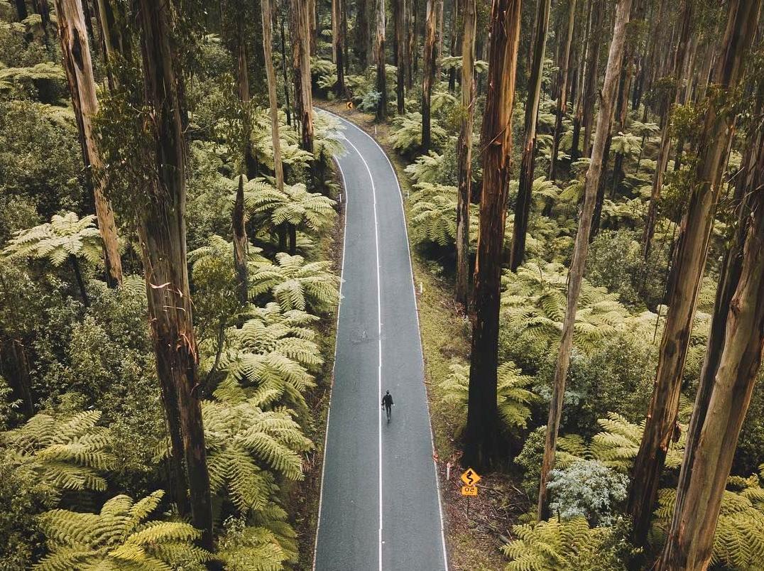 A Scenic Drive Along Black Spur Road